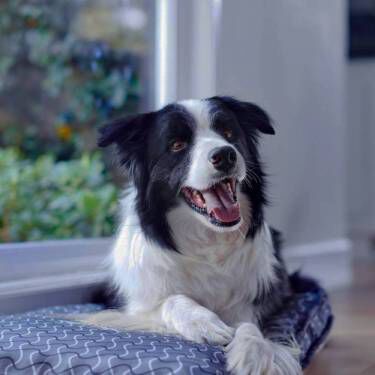 Black and white Border Collie lying on a patterned dog bed.